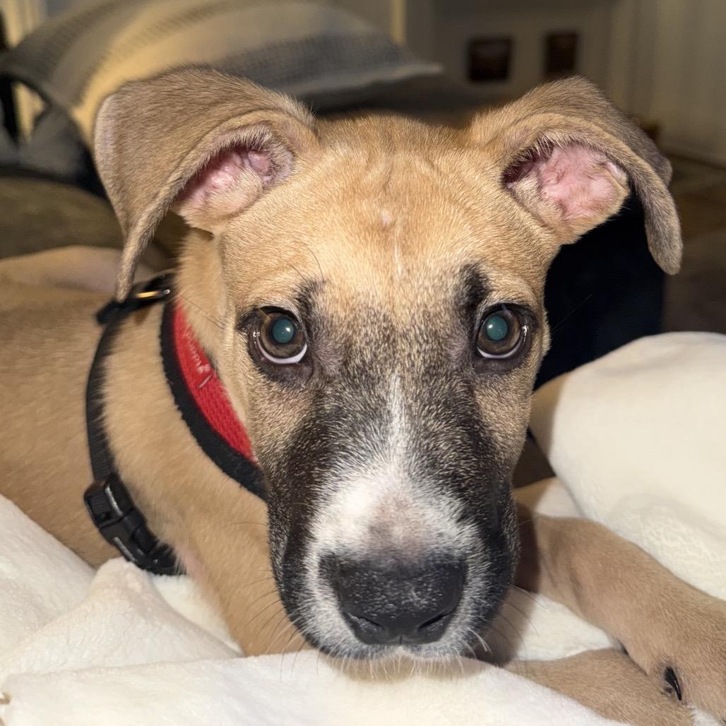 Enlarge Gordo, a Adopted mixed breed in Jersey City, NJ image 2/6