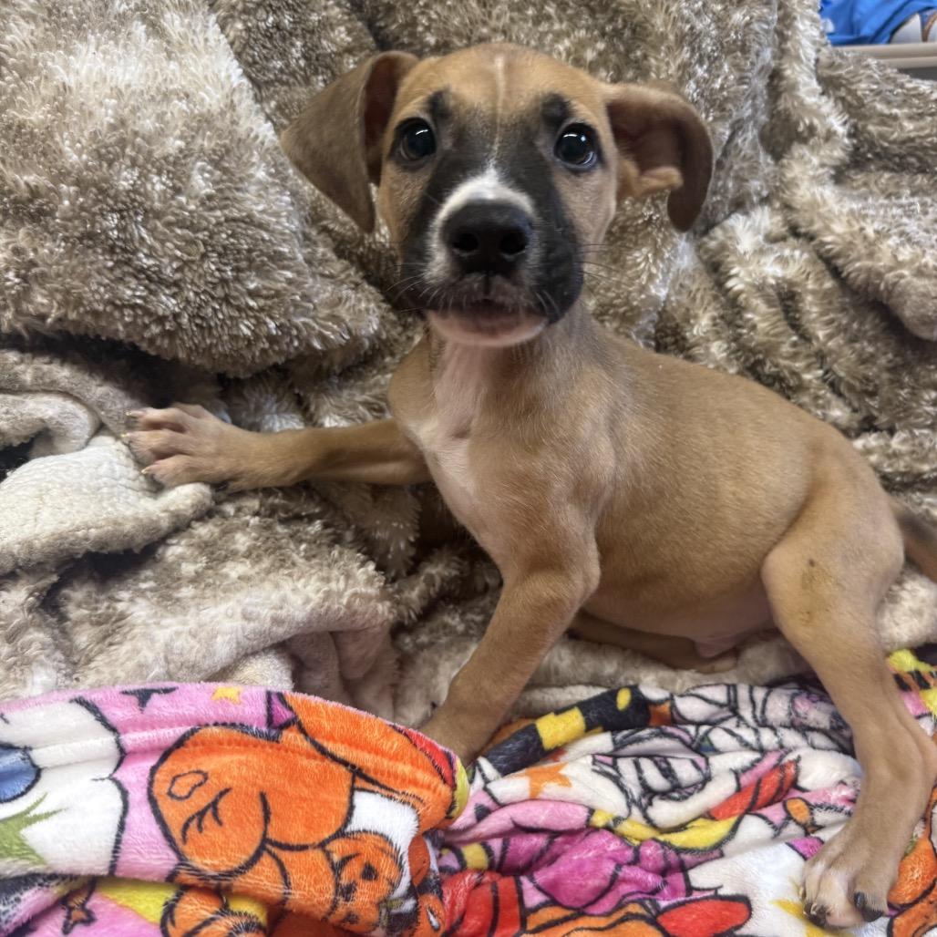 Enlarge Gordo, a Adopted mixed breed in Jersey City, NJ image 4/6