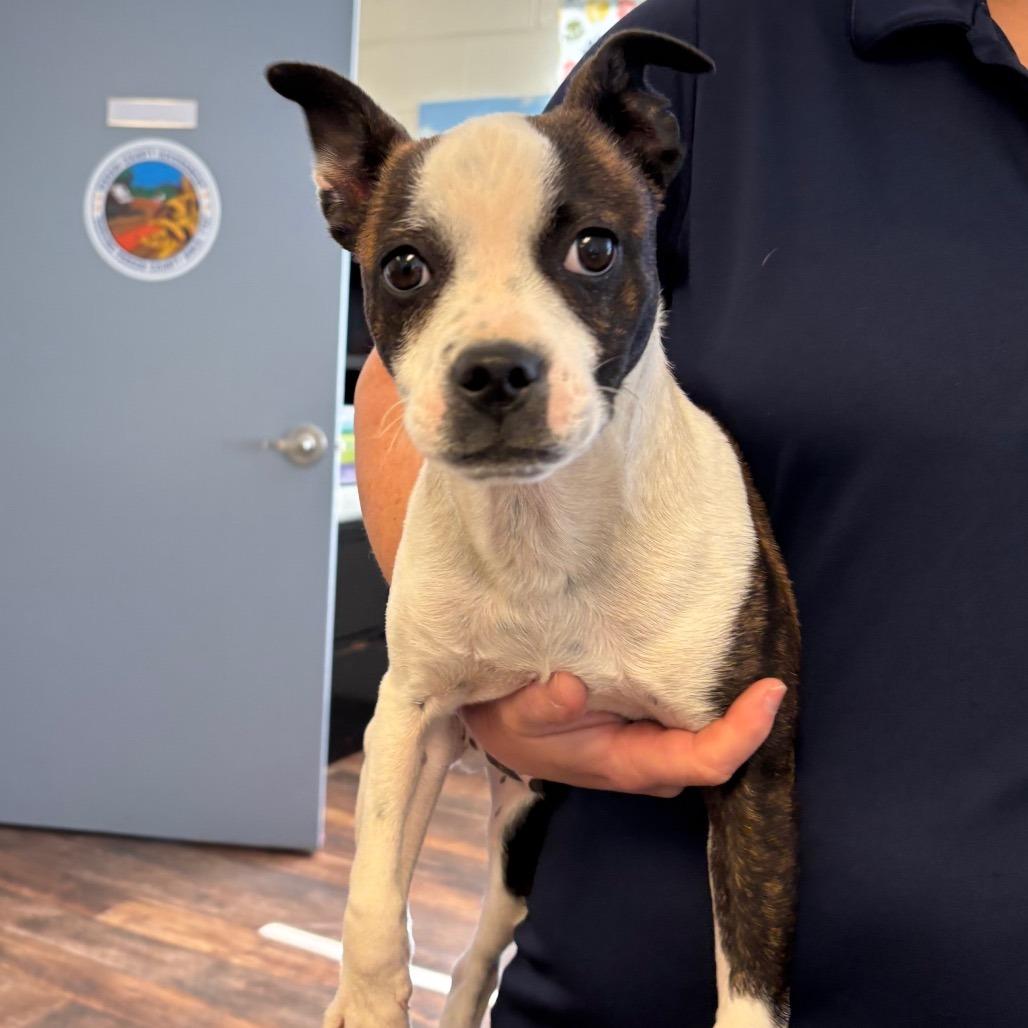 Enlarge Fletcher, a Adoptable Mixed Breed in Roxboro, NC image 1/4
