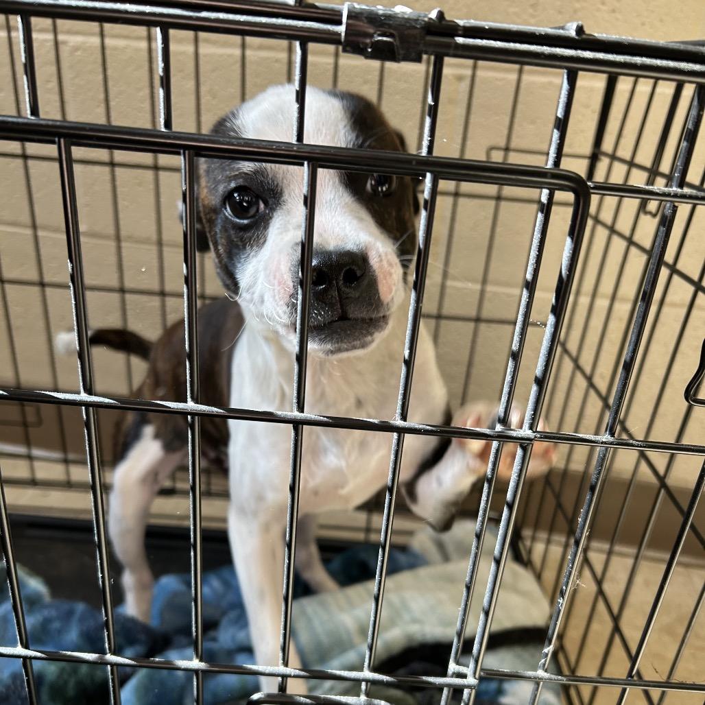 Enlarge Fletcher, a Adoptable Mixed Breed in Roxboro, NC image 2/4