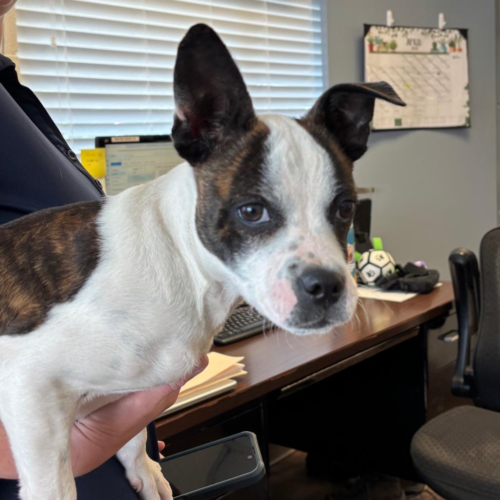 Enlarge Fletcher, a Adoptable Mixed Breed in Roxboro, NC image 3/4