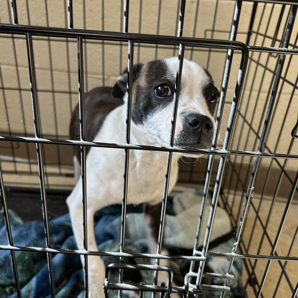 Enlarge Fletcher, a Adoptable Mixed Breed in Roxboro, NC image 4/4