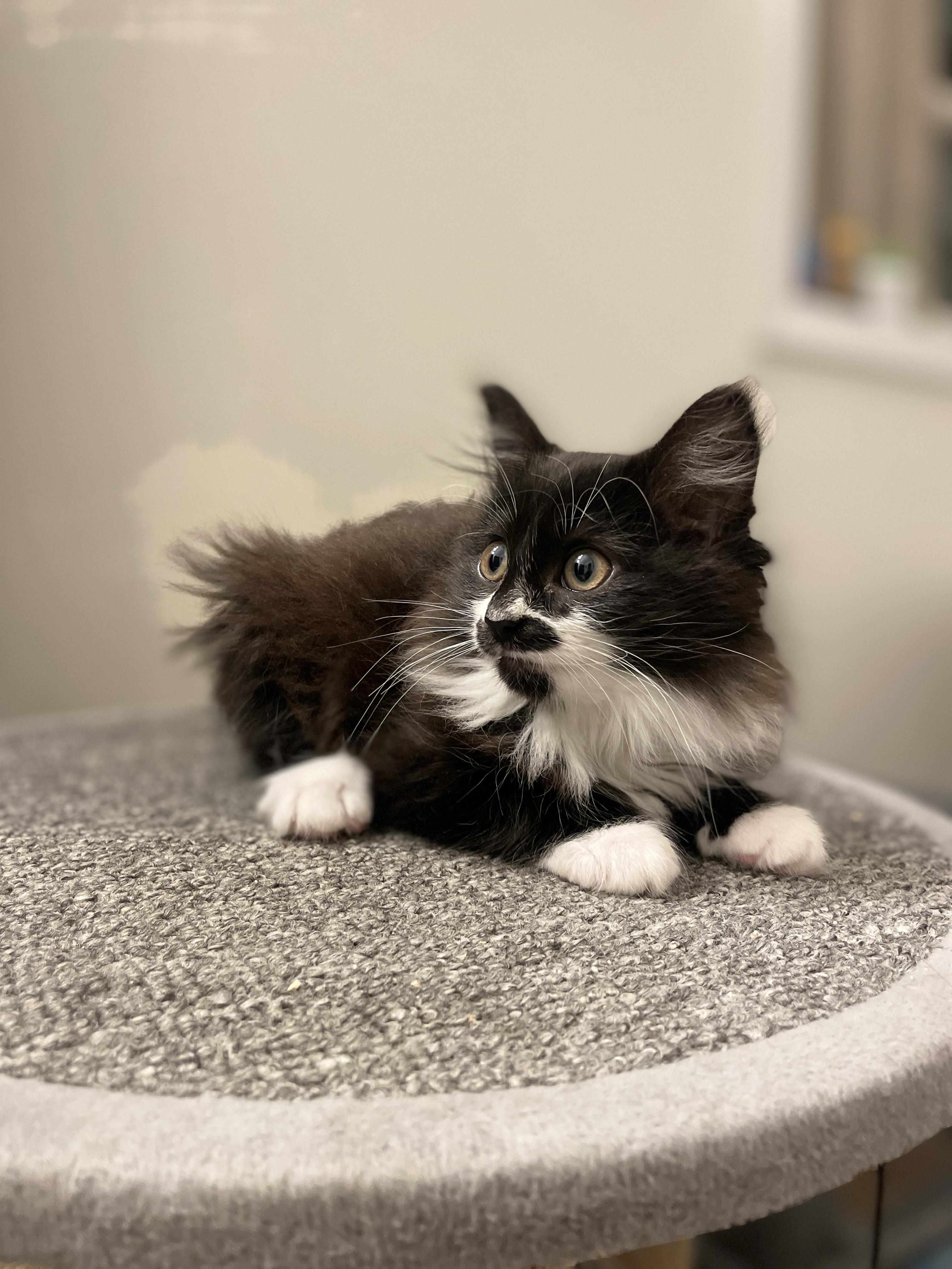 Enlarge Patsy, an adopted Domestic Medium Hair in Great Mills, MD image 1/1