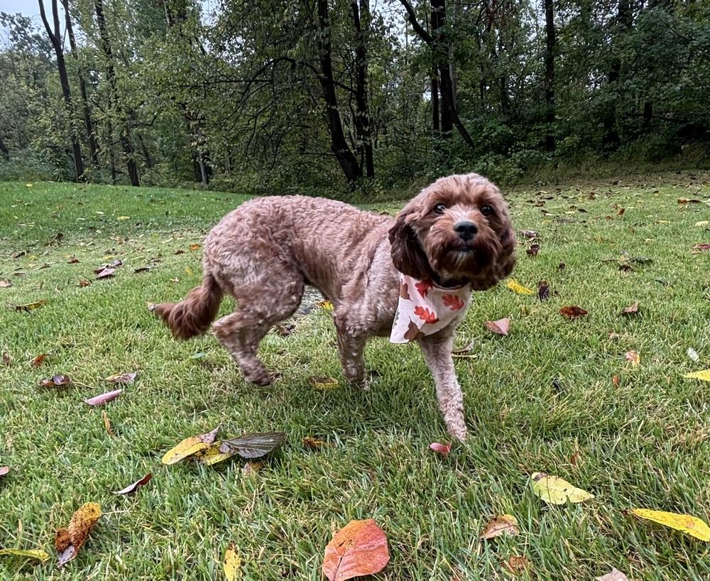 Sadie photo