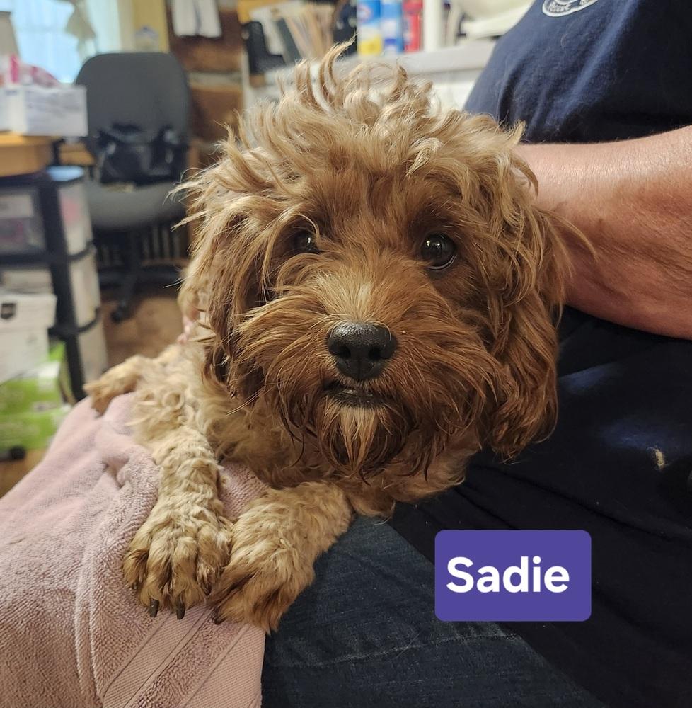 Enlarge Sadie, a Adoptable mixed breed in East Greenville, PA image 4/5
