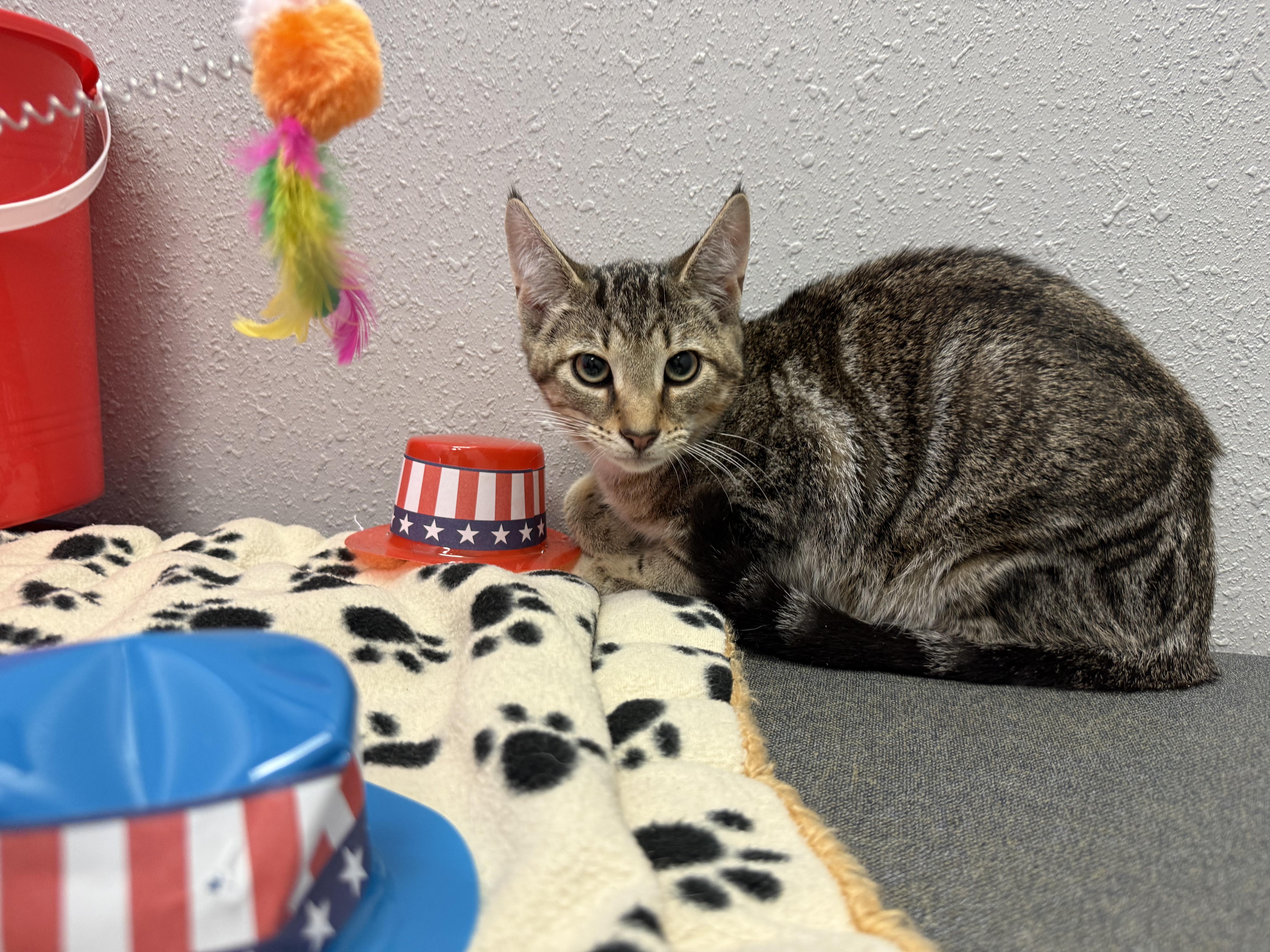 Ryan, a Adoptable Domestic Short Hair in New Port Richey, FL image 1/3