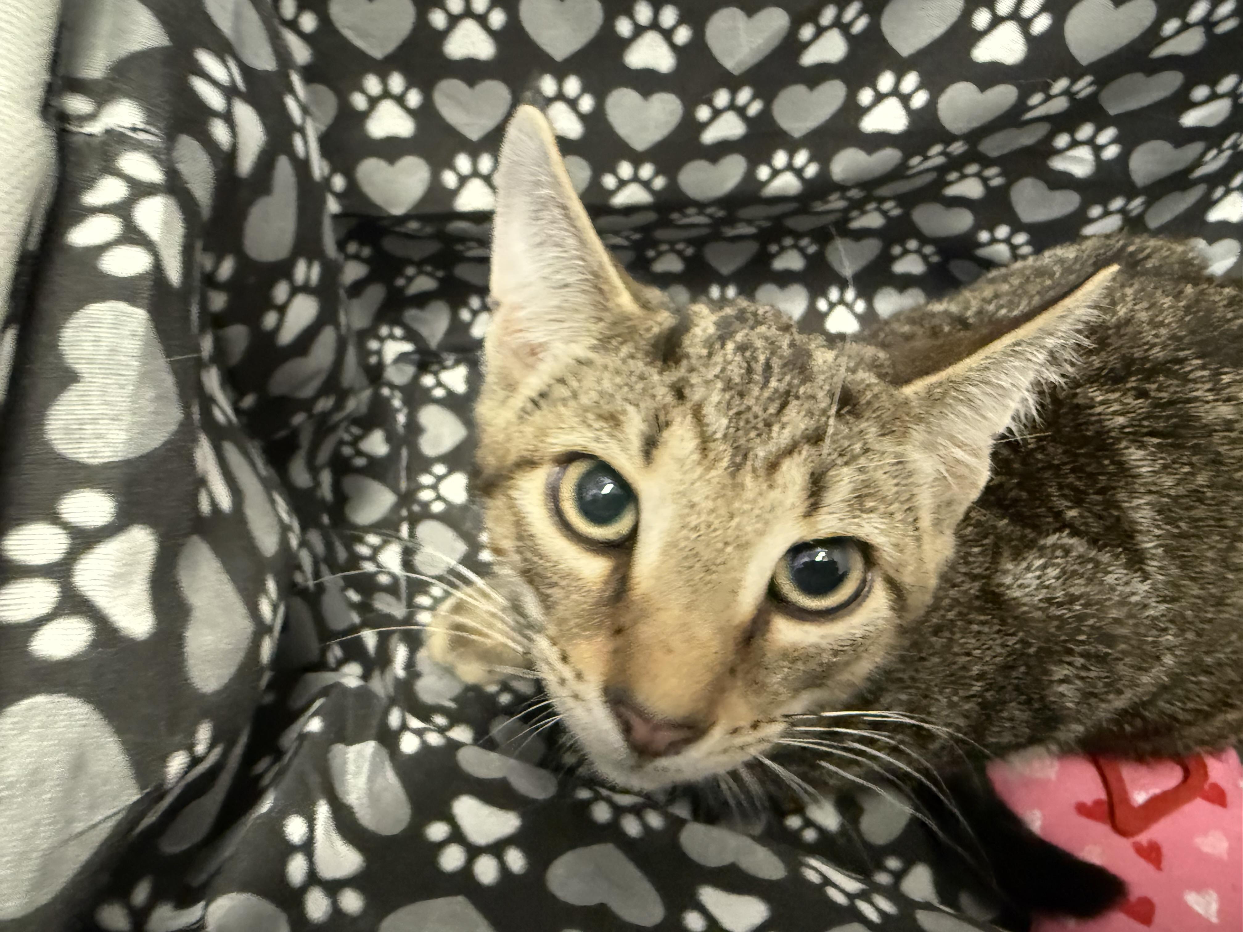 Ryan, a Adoptable Domestic Short Hair in New Port Richey, FL image 2/3