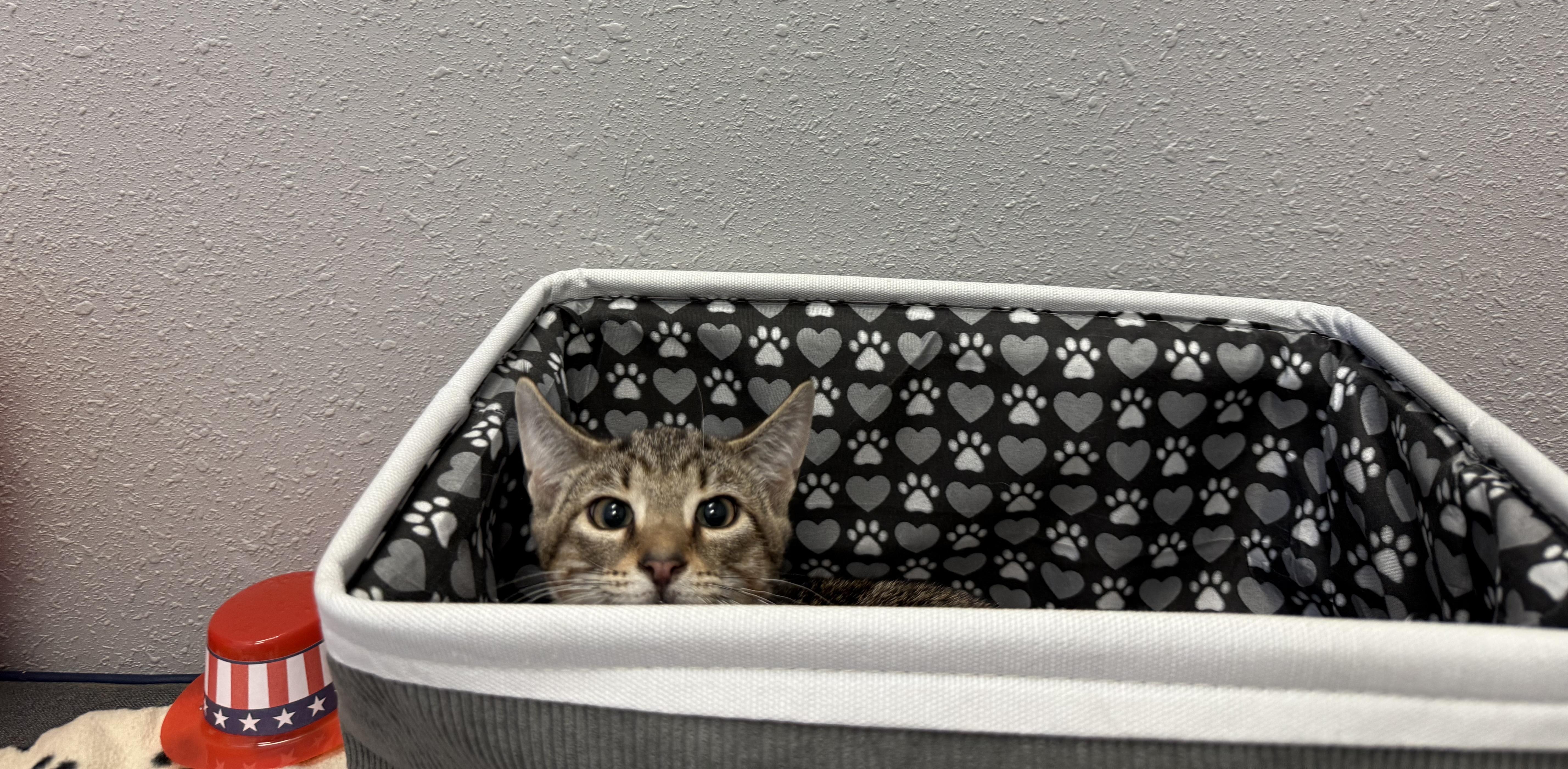 Ryan, a Adoptable Domestic Short Hair in New Port Richey, FL image 3/3