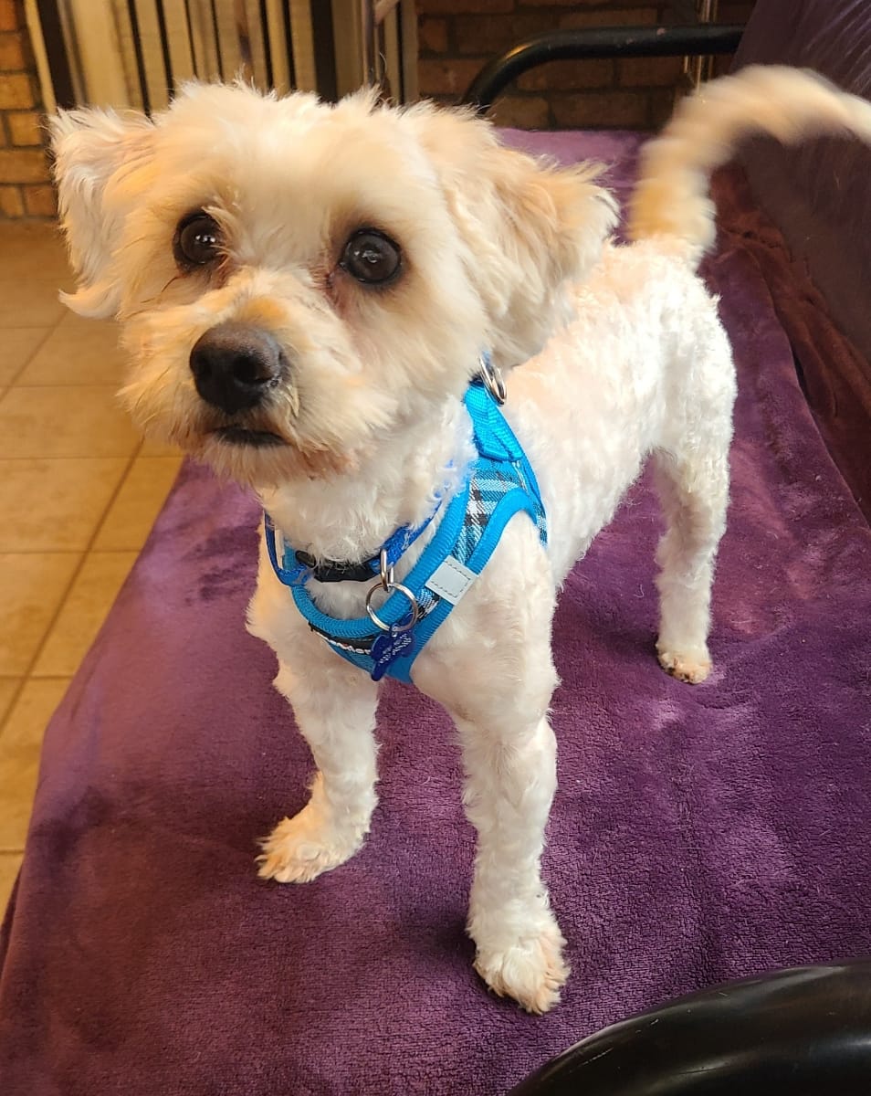 Dog for adoption SAMMY, a Maltipoo & Poodle Mix in Grand Prairie, TX