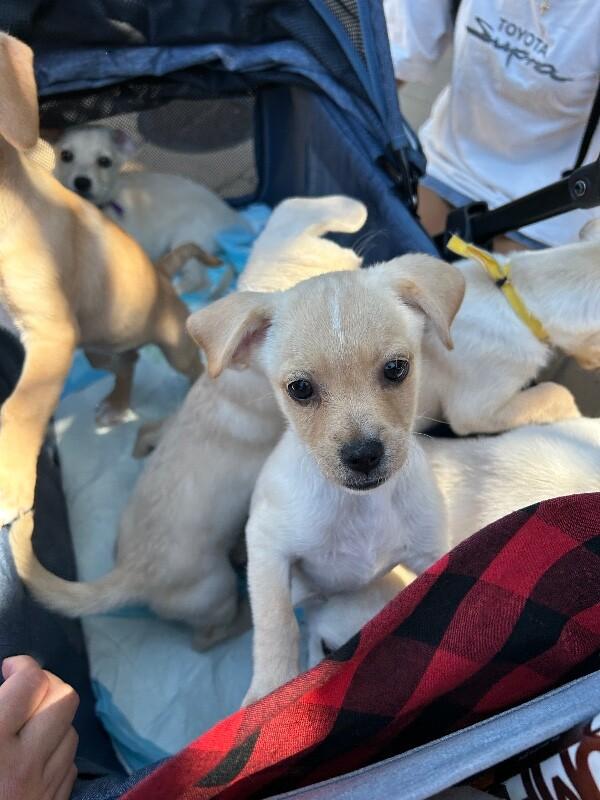Hope, Adoptable, Puppy Female Pomeranian & Chihuahua.