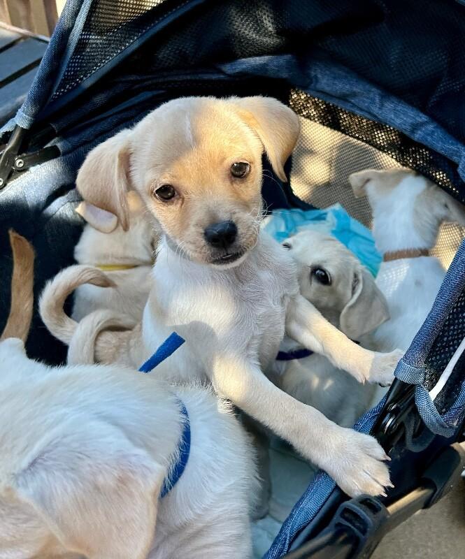 Enlarge Hope, a Adoptable mixed breed in Van Nuys, CA image 6/6
