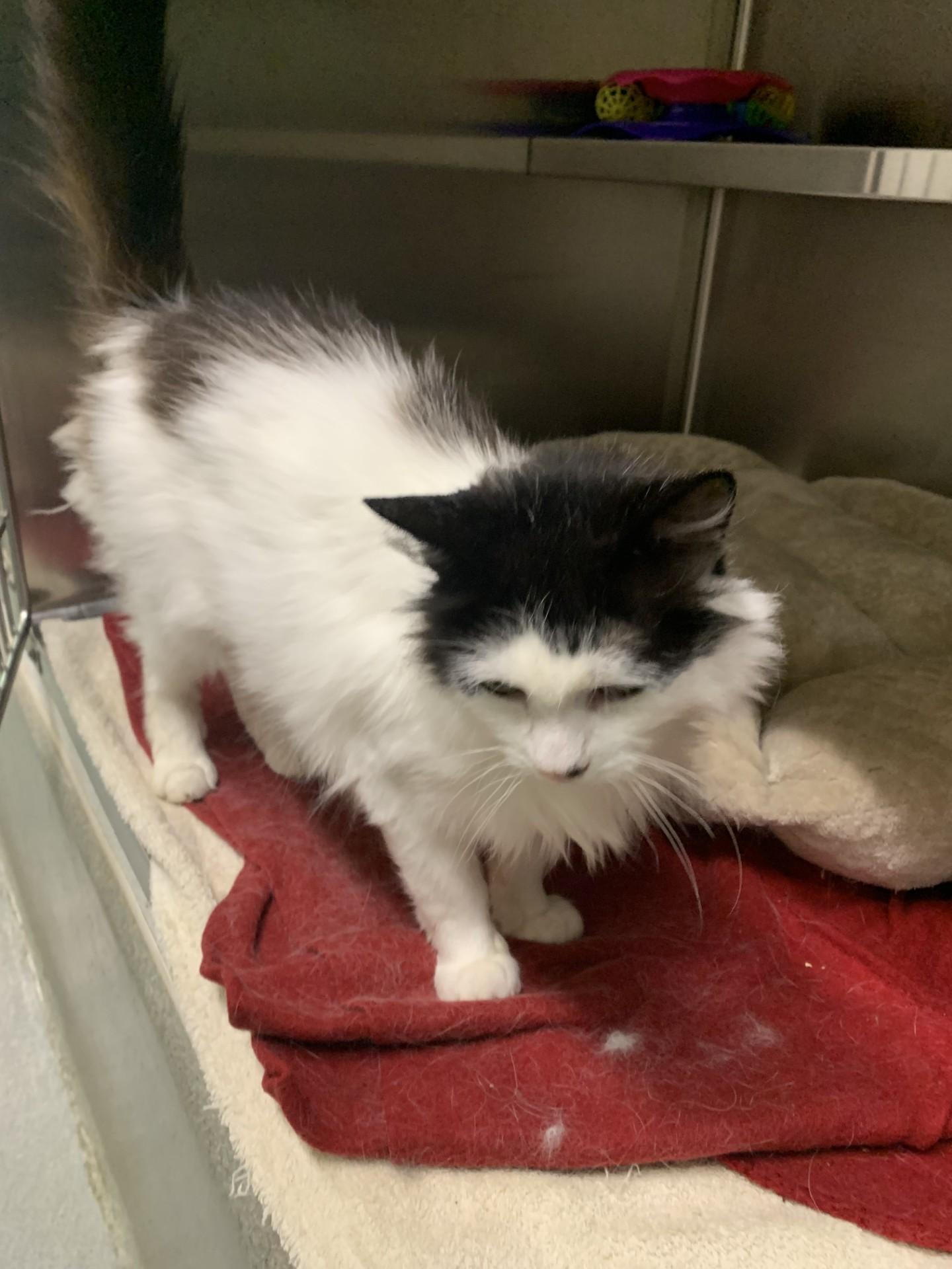 Enlarge Lily, a Adopted Domestic Long Hair in East Providence, RI image 1/2