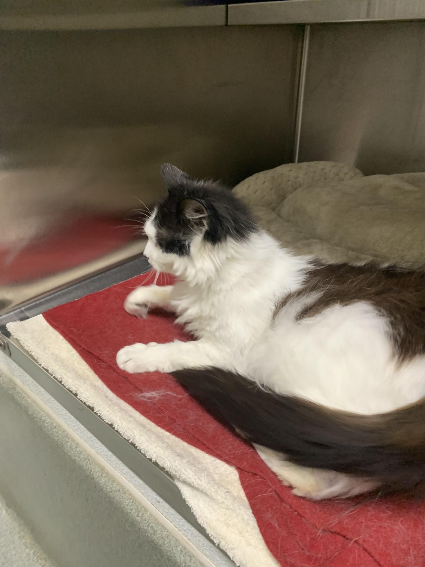 Enlarge Lily, a Adopted Domestic Long Hair in East Providence, RI image 2/2