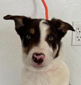 Enlarge Bandit, a ADOPTABLE mixed breed in Greeley, CO image 1/2