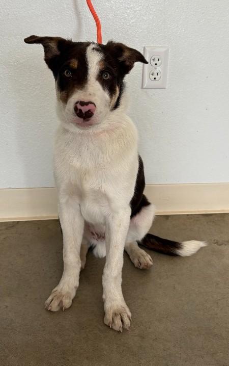 Enlarge Bandit, a ADOPTABLE mixed breed in Greeley, CO image 2/2