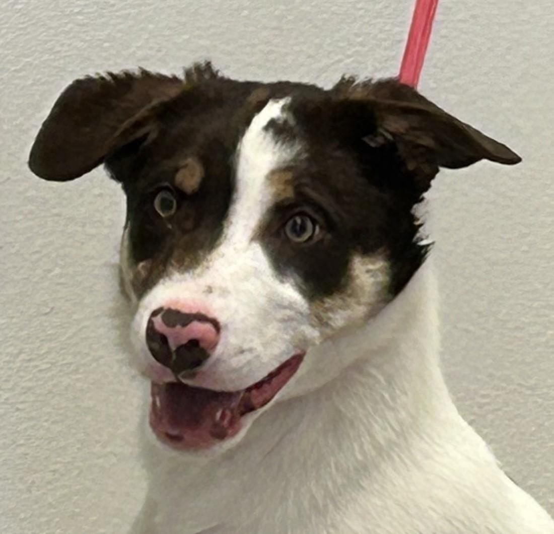 Bandit, ADOPTABLE, Puppy Male Border Collie.