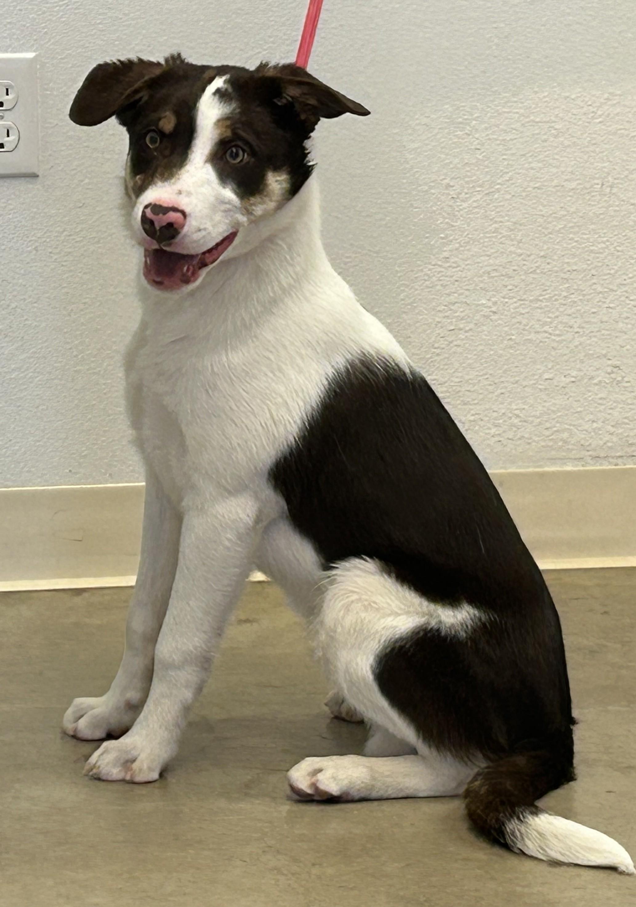 Enlarge Bandit, an adopted mixed breed in Greeley, CO image 2/2