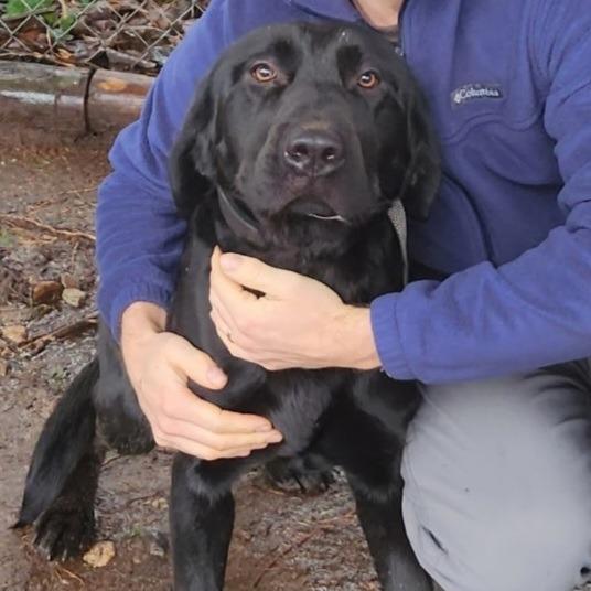 Enlarge Rockie, a Adoptable Black Labrador Retriever in Ferndale, WA image 1/2