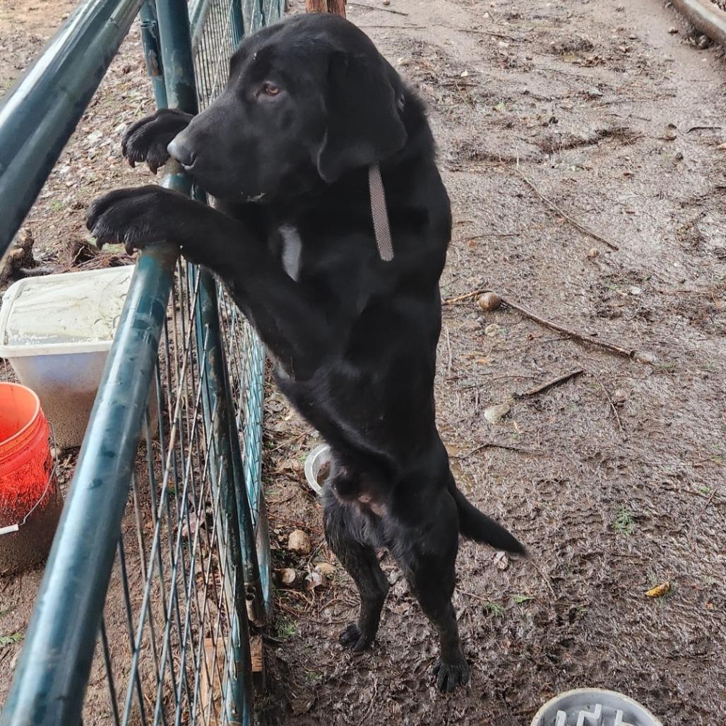 Enlarge Rockie, a Adoptable Black Labrador Retriever in Ferndale, WA image 2/2