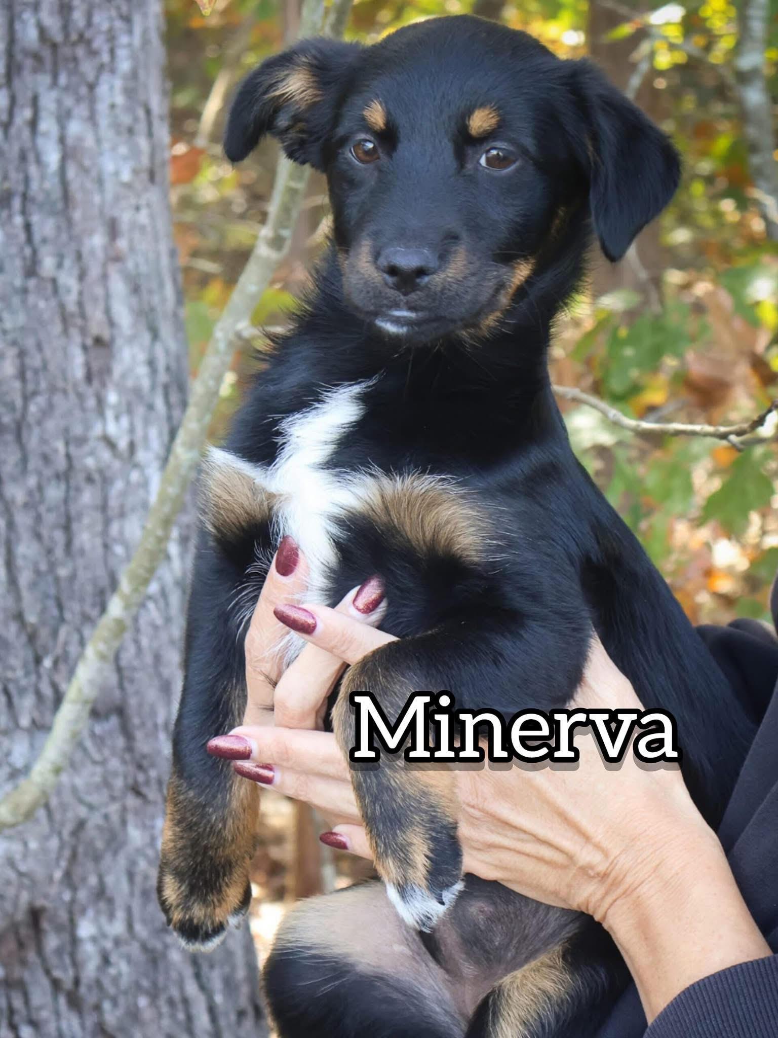 Minerva, a Adoptable mixed breed in Hoffman Estates, IL image 1/3