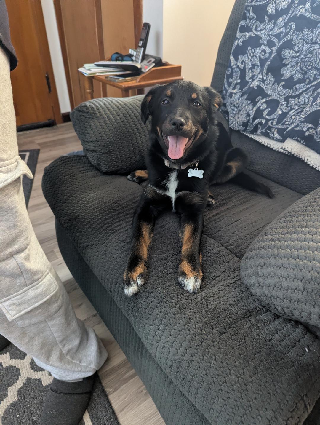 Enlarge Minerva, an adopted mixed breed in Hoffman Estates, IL image 2/5