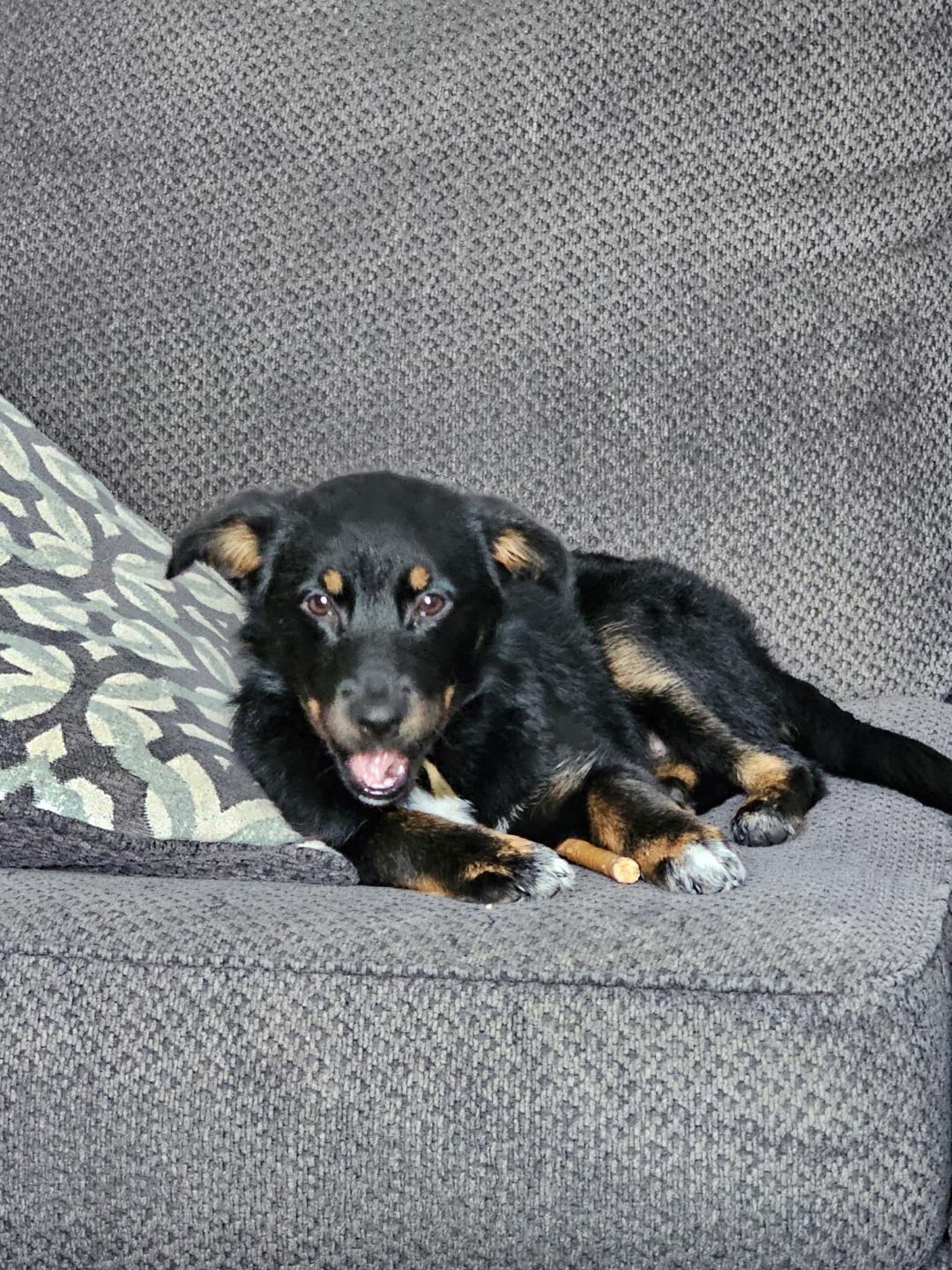 Enlarge Minerva, an adopted mixed breed in Hoffman Estates, IL image 3/5