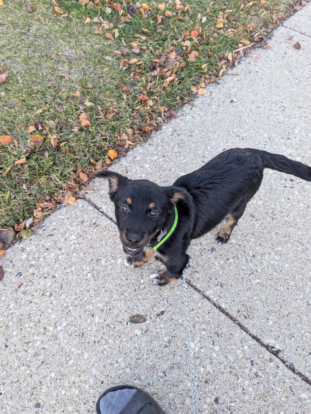 Minerva, a Adoptable mixed breed in Hoffman Estates, IL image 2/3