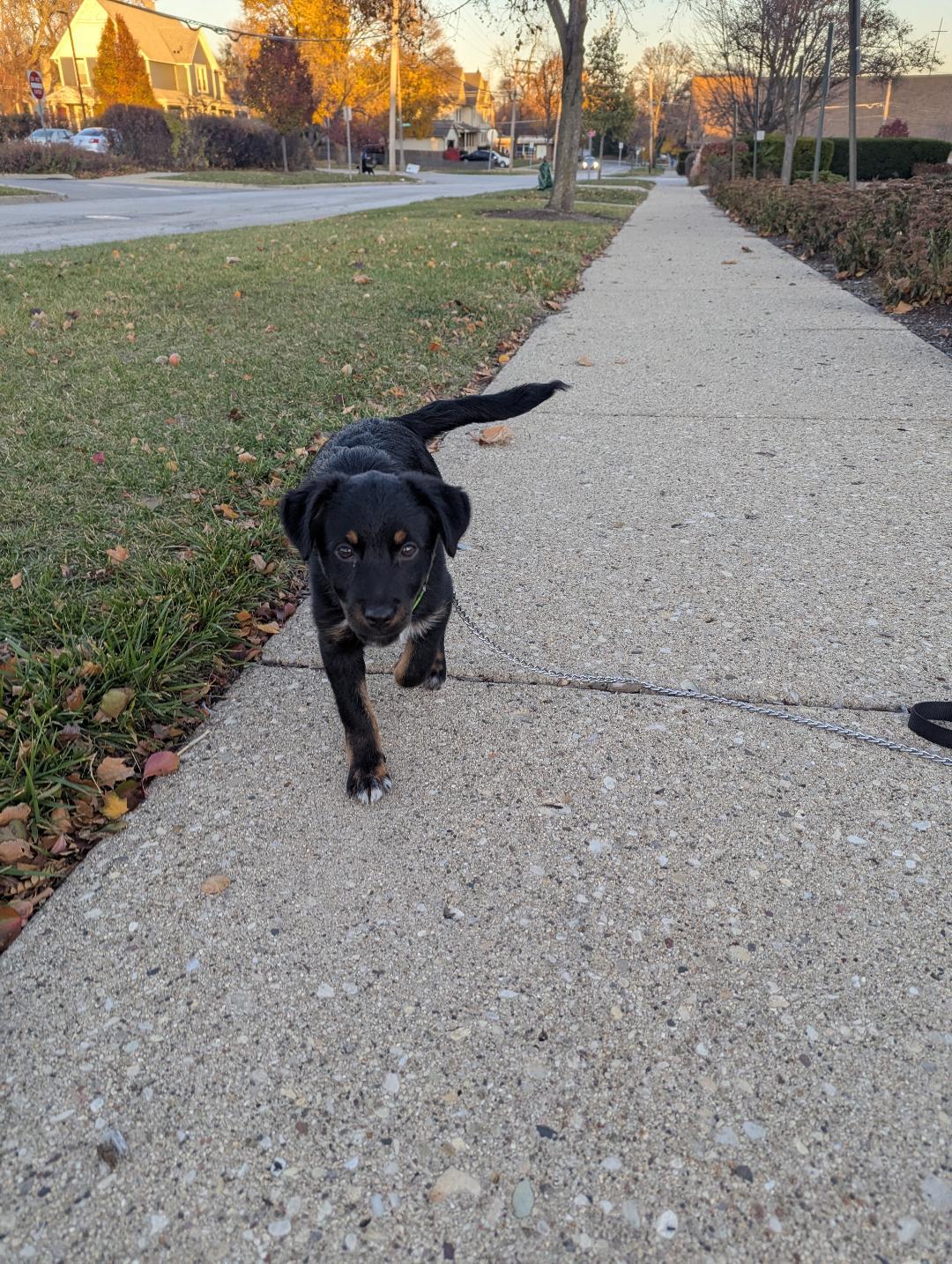 Minerva, a Adoptable mixed breed in Hoffman Estates, IL image 3/3