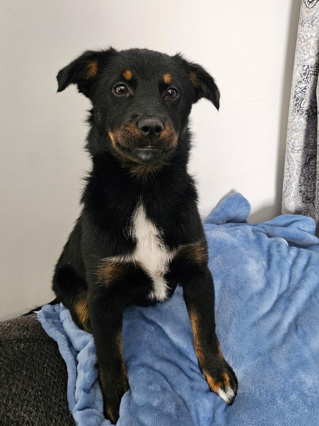 Enlarge Minerva, an adopted mixed breed in Hoffman Estates, IL image 5/5