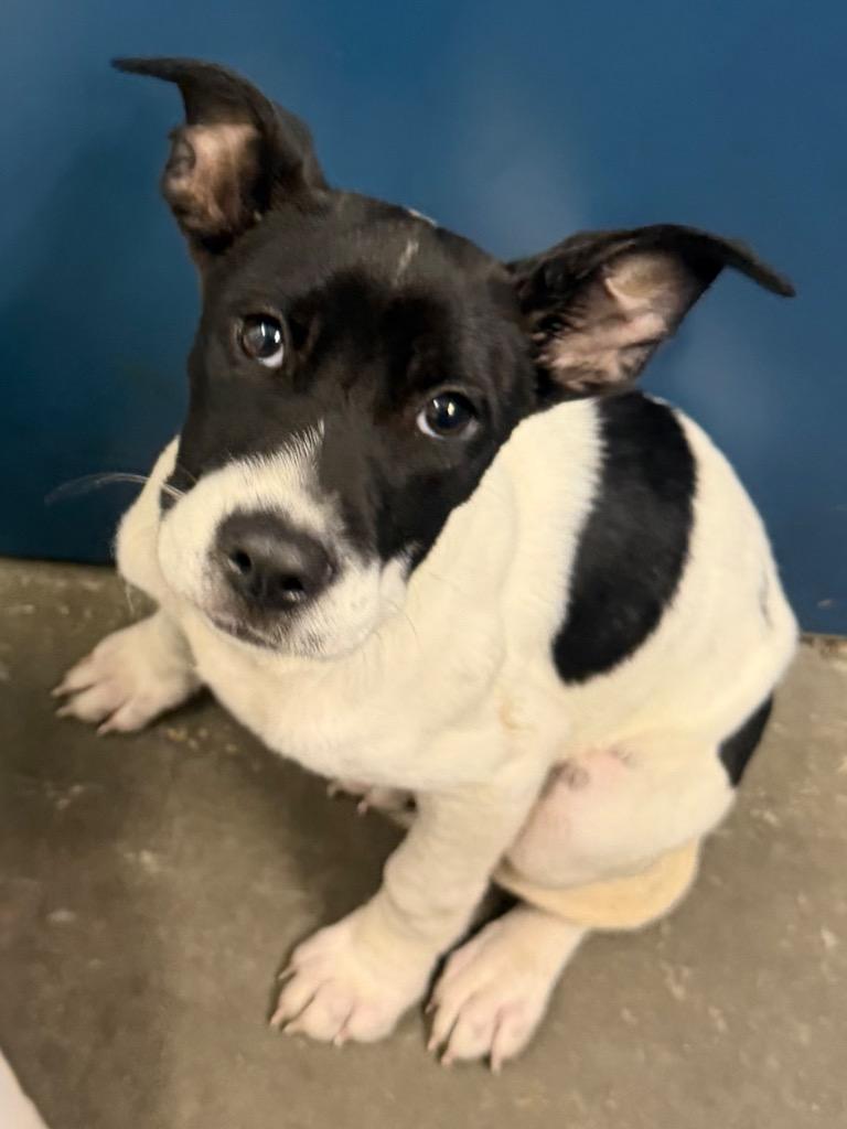 Enlarge SnoCone, a Adoptable Mixed Breed in Henderson, NC image 1/1