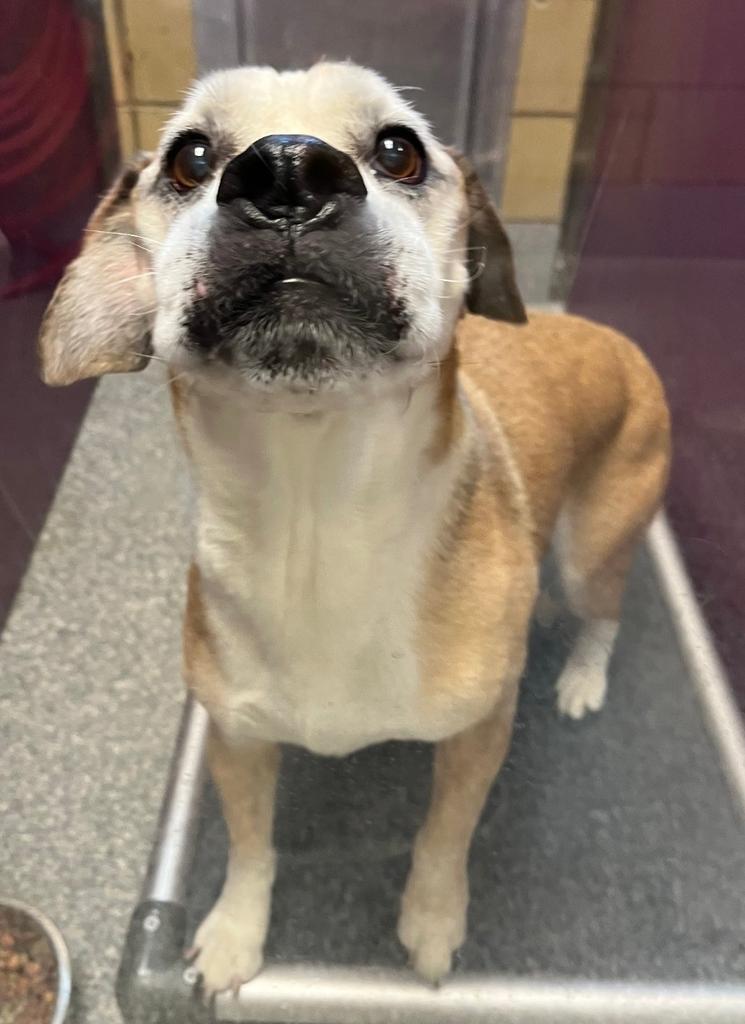 Sherman, Adoptable, Adult Male Beagle & Labrador Retriever.