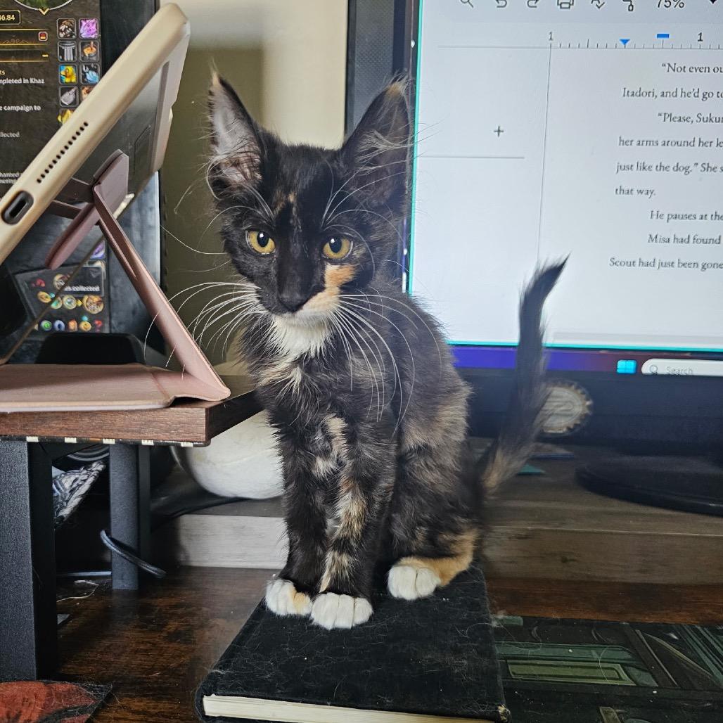 Mensita, Adoptable, Kitten Female Domestic Short Hair.