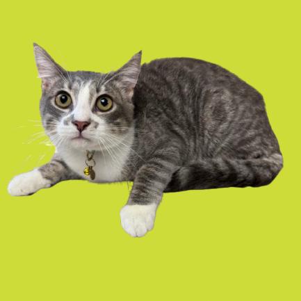 Enlarge Spring Roll, a Adoptable Domestic Short Hair in Tuscaloosa, AL image 1/2