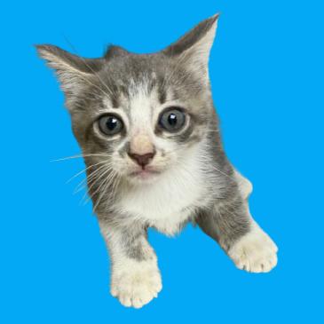 Enlarge Spring Roll, a Adoptable Domestic Short Hair in Tuscaloosa, AL image 2/2