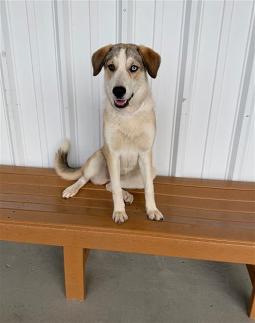 Enlarge Jasmine (formerly Estella) -- URGENT!, a Adoptable mixed breed in Thousand Oaks, CA image 3/3