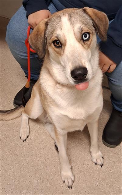 Enlarge Jasmine (formerly Estella) -- URGENT!, a Adoptable mixed breed in Thousand Oaks, CA image 2/3