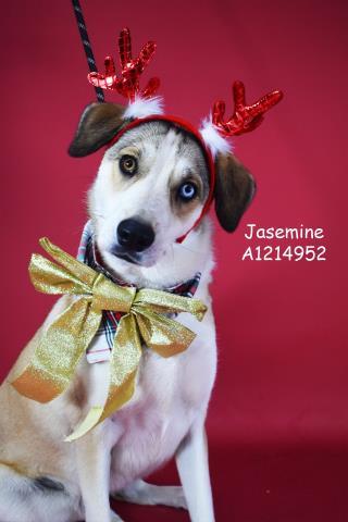 Jasmine (formerly Estella) -- URGENT!, Adoptable, Adult Female Siberian Husky & Mixed Breed.