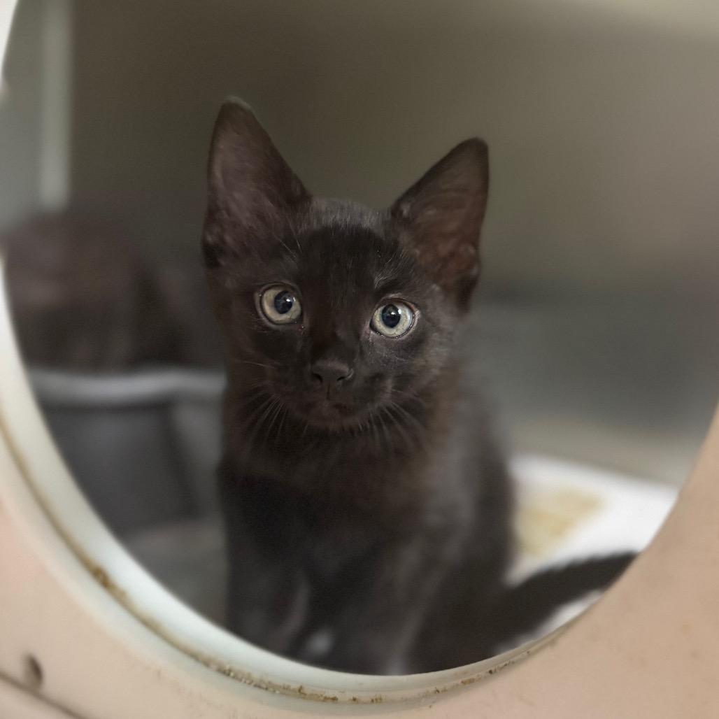 Enlarge Penelope, a Adoptable Domestic Short Hair in Starkville, MS image 1/1