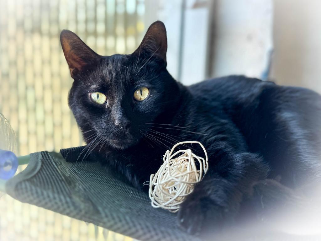 Yoda, Adoptable, Young Male Domestic Short Hair.