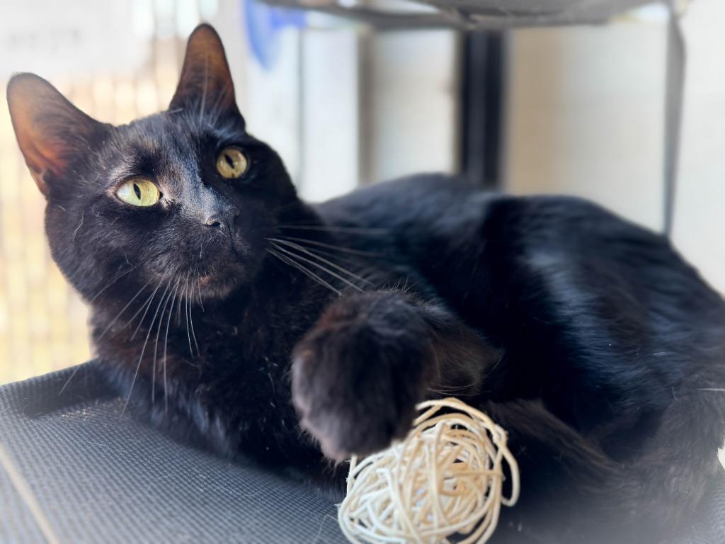 Yoda, Adoptable, Young Male Domestic Short Hair.