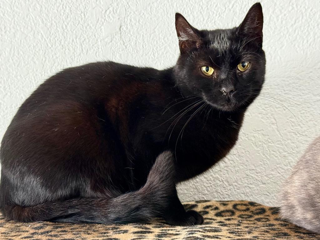 Yoda, a Adoptable mixed breed in San Pedro, CA image 2/5