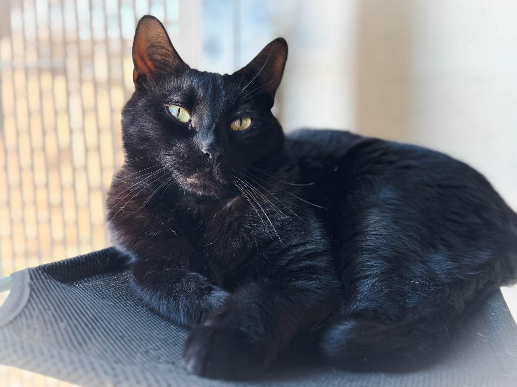 Yoda, a Adoptable mixed breed in San Pedro, CA image 4/5