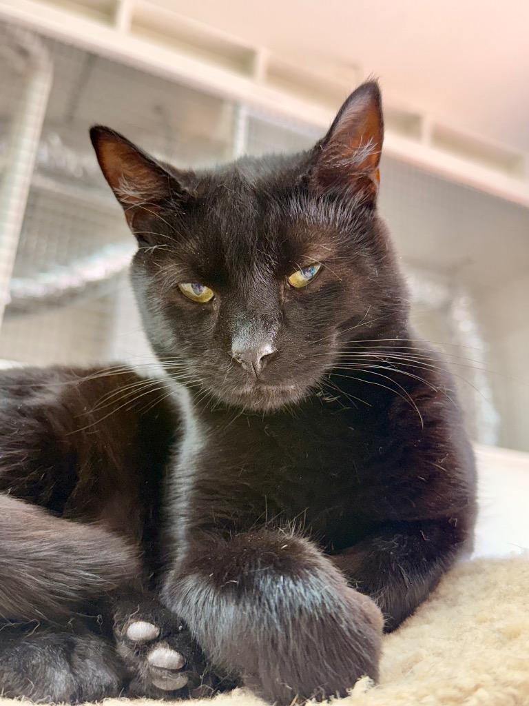 Yoda, a Adoptable mixed breed in San Pedro, CA image 5/5