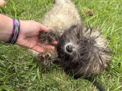 Enlarge Scoobie, an adopted mixed breed in Mishawaka, IN image 2/4