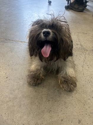 Enlarge Scoobie, an adopted mixed breed in Mishawaka, IN image 3/4