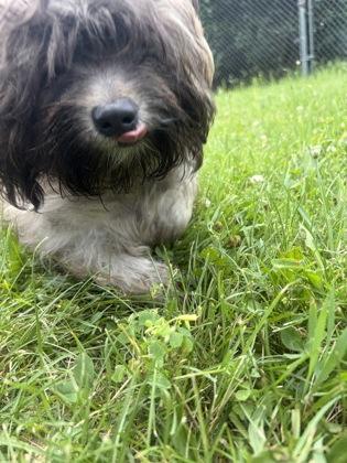 Enlarge Scoobie, an adopted mixed breed in Mishawaka, IN image 4/4