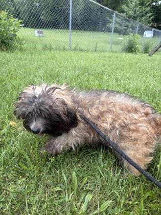 Scoobie, adopted, Puppy Male Mixed Breed.