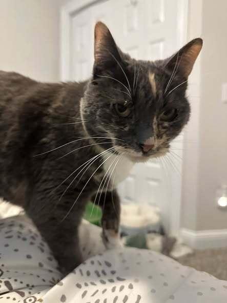 Katie, Adoptable, Senior Female Domestic Short Hair.