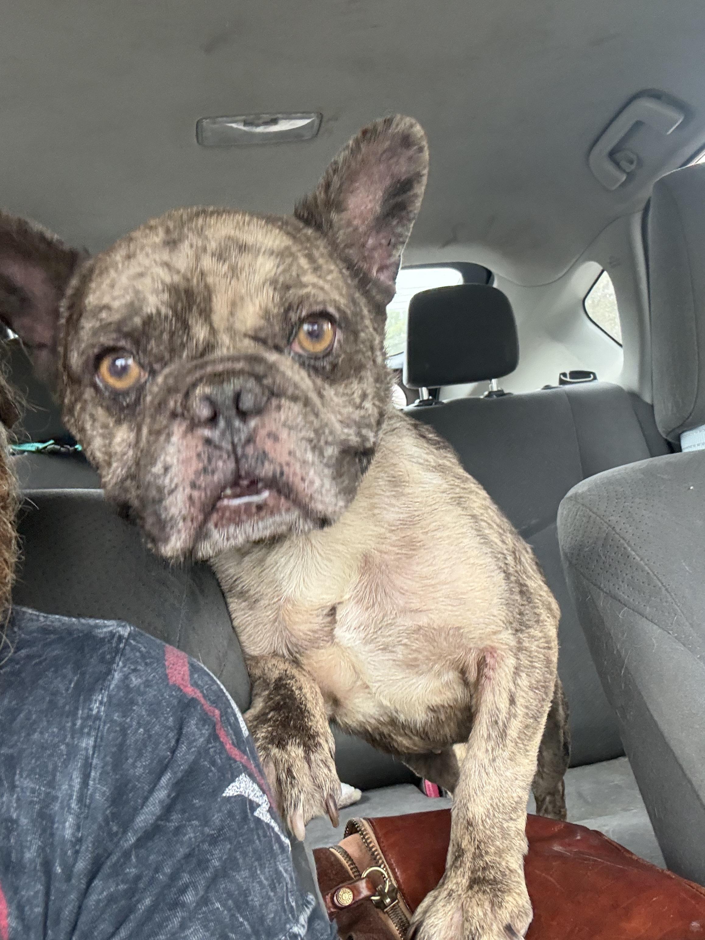 Enlarge Baja, a Adoptable French Bulldog in Mesa, AZ image 1/6