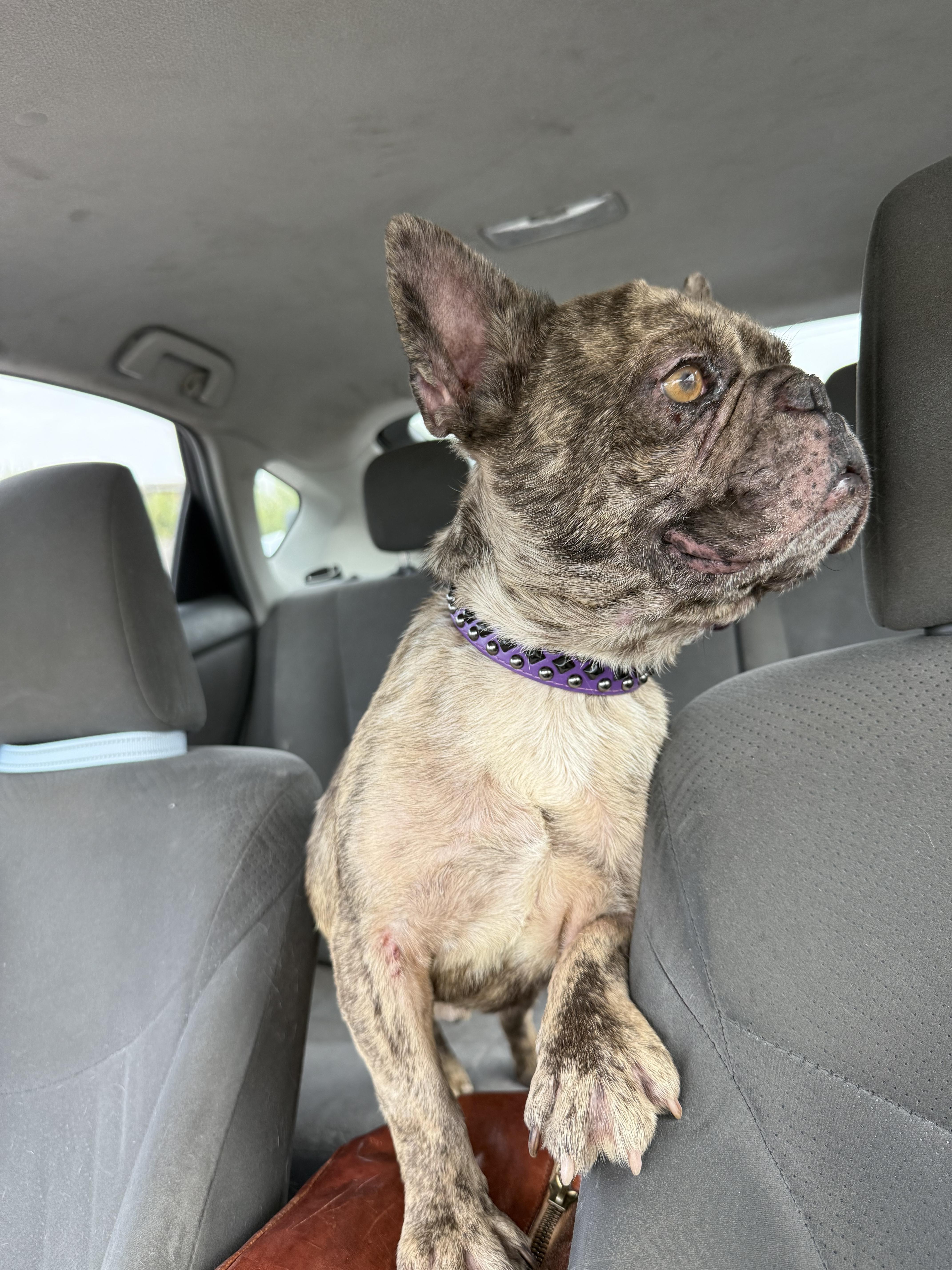 Enlarge Baja, a Adoptable French Bulldog in Mesa, AZ image 2/6